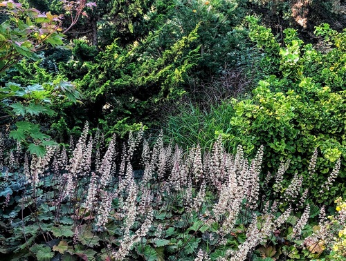 Żurawka Heuchera ,Bronze Beauty'